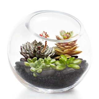 Grand Succulent Fishbowl