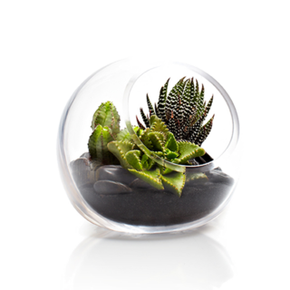 Succulent Fishbowl