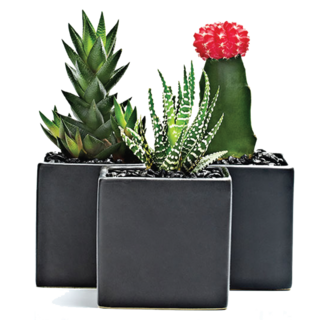 Junior Cactus Trio